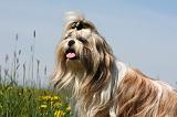 SHIH TZU 300